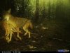 coyotefawn.jpg