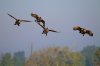 landing_geese.jpg