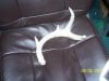 antlers 002.jpg