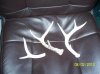 antlers 004.jpg