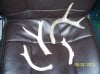 antlers 005.jpg