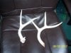 antlers 007.jpg