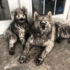 mud puppies.jpg