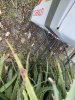 IMG_0502.jpeg