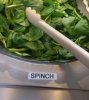 spinch.jpg