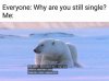 Single - Polar bear.jpg