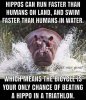 hippos.jpg