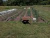 6-25-20 Jakes garden.jpg