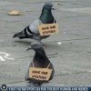 save statues.jpg