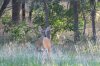DSC_9440.jpg