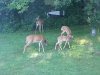 2 fawns.JPG