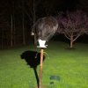 bear feeder.jpg