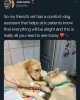 comfortdog.jpg