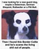 border collie.jpg