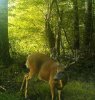 Farmbuck.jpg