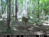 126 buck.jpg