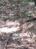 IMG_20200905_135201921.jpeg