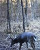 big kentucky deer.jpg