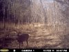 buck at the Y.JPG