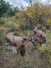 elk.jpg