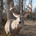 nebraska bowhunter