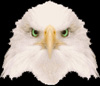 greeneyedeagle