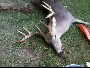 bbowhunter10