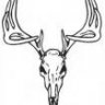 whitetail 1