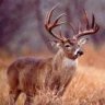 Naper_Deer_hunter