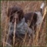 trophytimegundogs