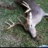 bbowhunter10