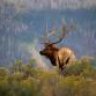 Elk