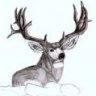 MULEYSTALKER