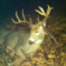 chasinwhitetail