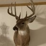 Bowhunterz93