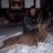 whitetail fanatic 6684