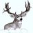 MULEYSTALKER