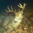 chasinwhitetail